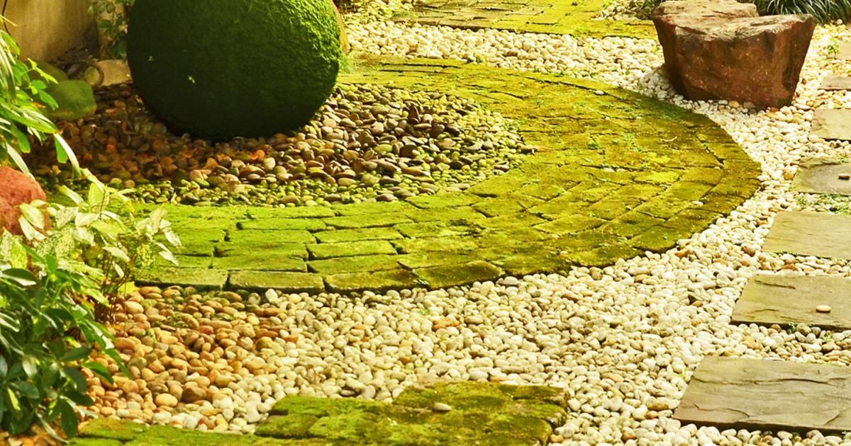 Algae - treatment and control | Love The Garden