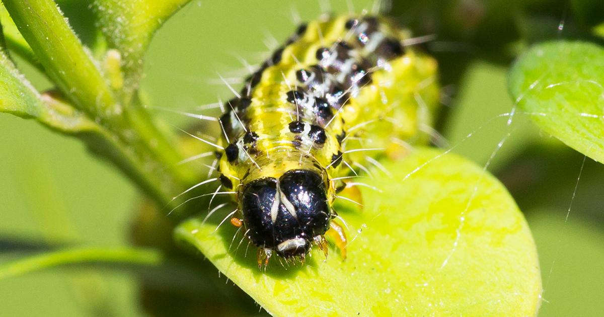 Box caterpillar store