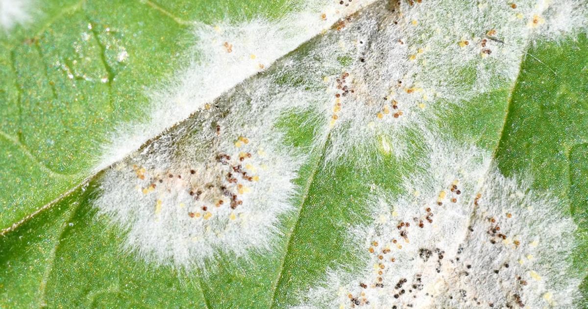 Powdery Mildew - Treatment & Control | Love The Garden