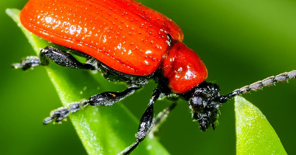 Scarlet Lily Beetle - Treatment & Control | Love The Garden