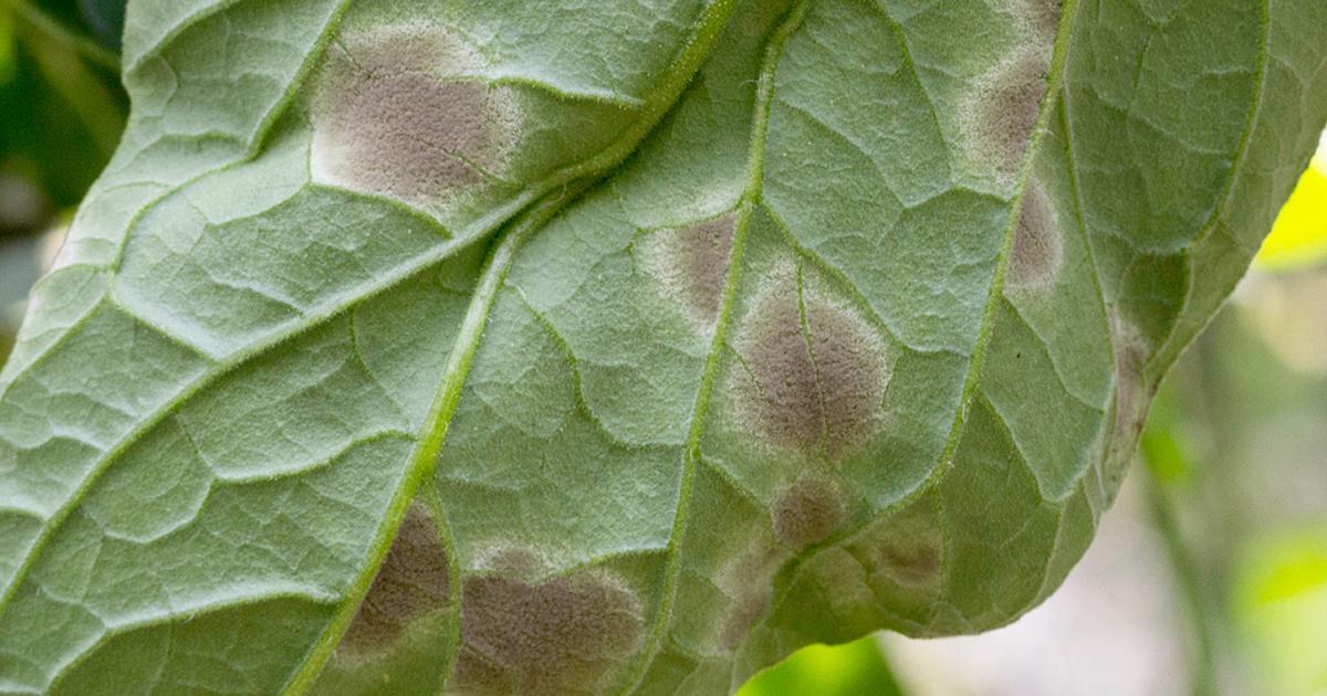 UK Advice Pests Diseases Tomato Leaf Mould Main ?itok=3cIpPtWL