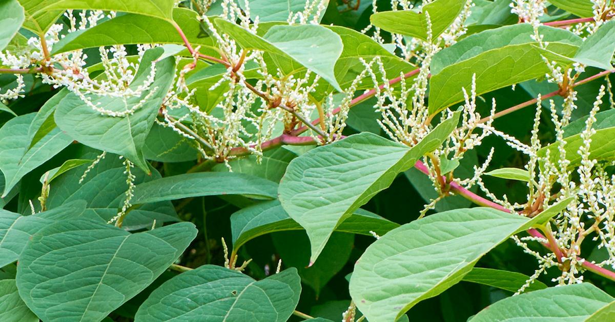 How To Control Japanese Knotweed | Lovethegarden