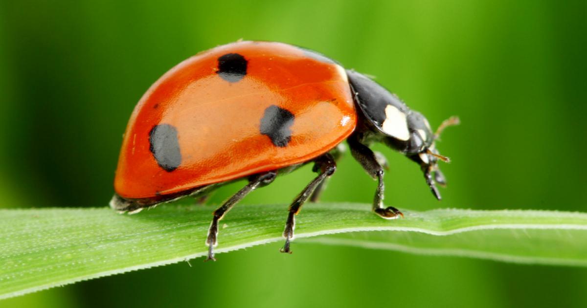 11 fascinating ladybird facts | Love The Garden