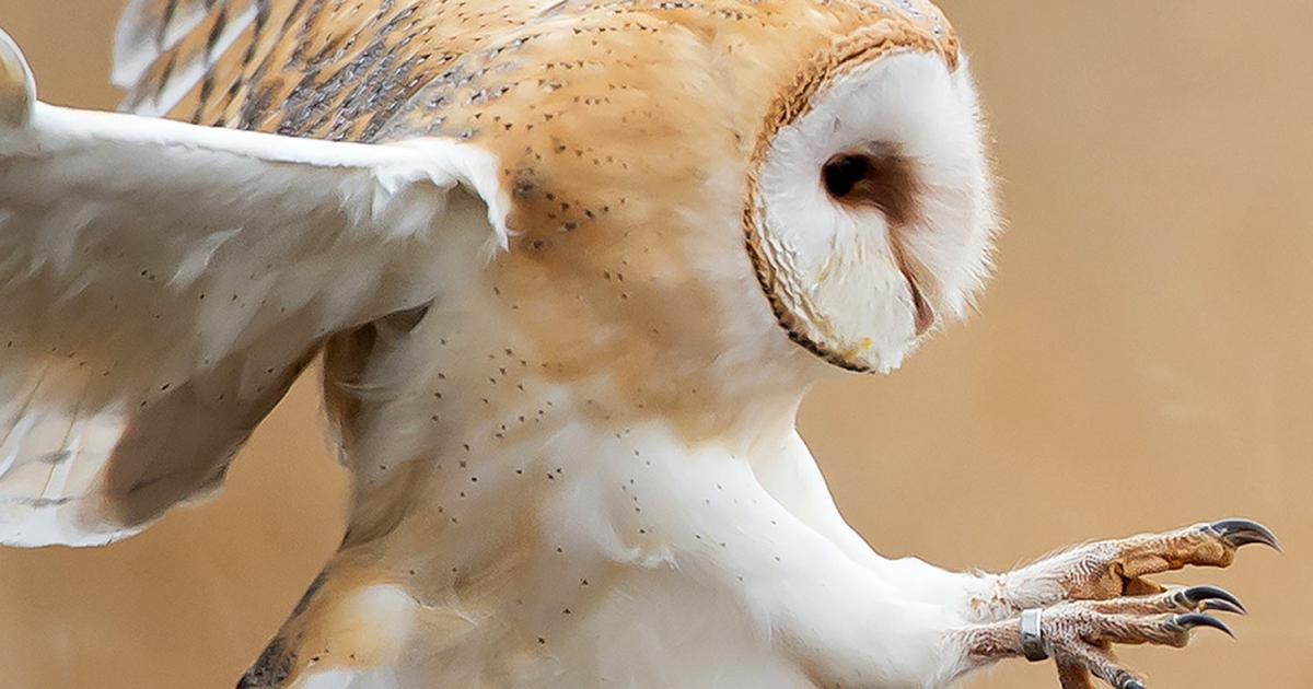 18 amazing facts about birds | lovethegarden
