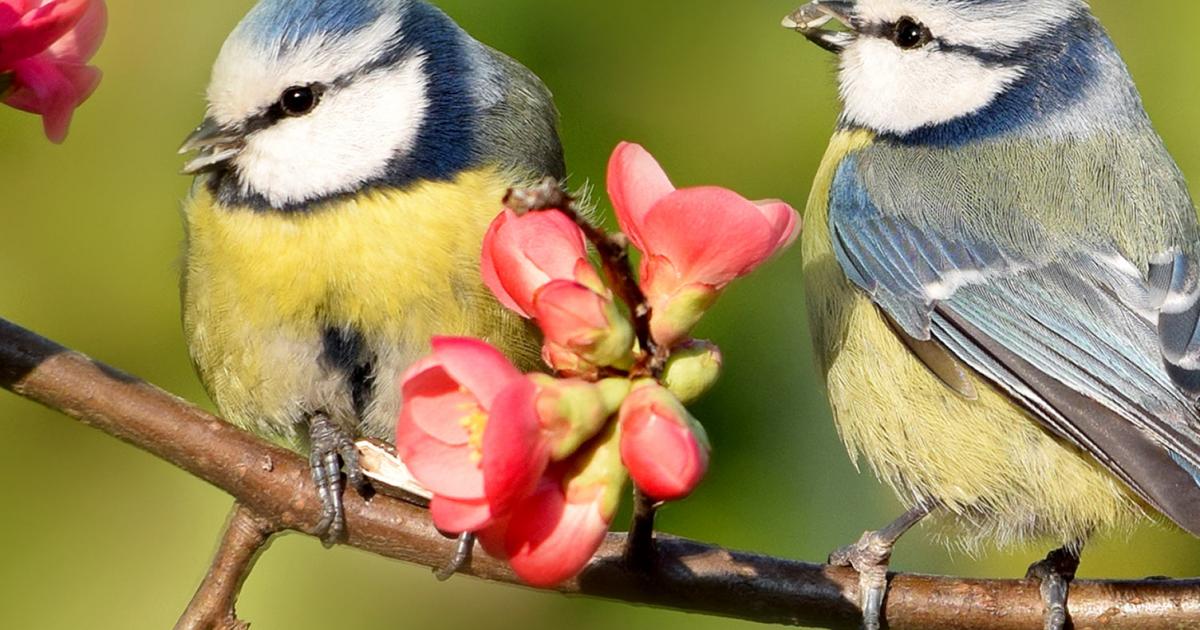 19 common British birds in your garden Love The Garden