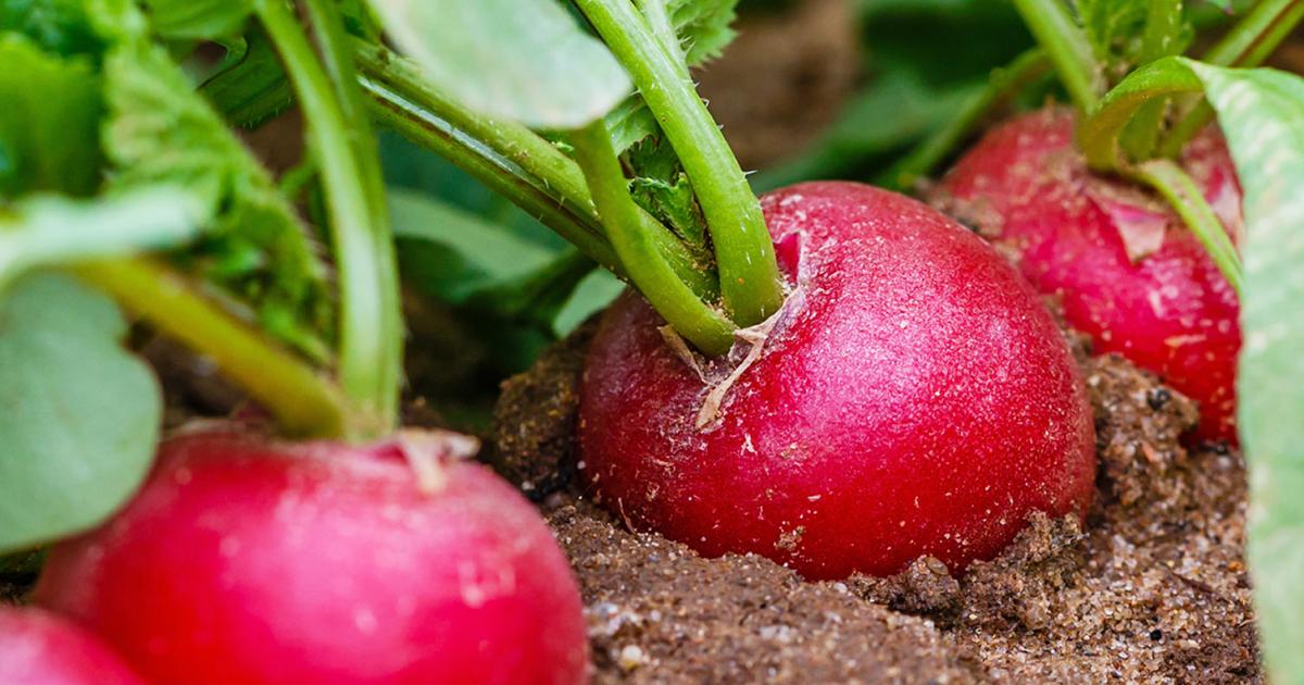 Radishes The New Kale Love The Garden