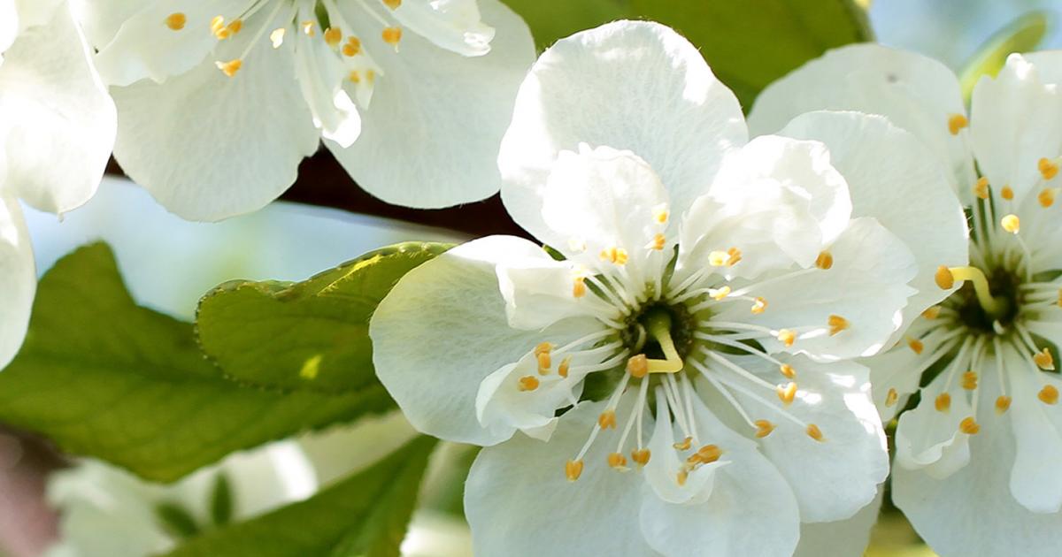 A Guide To Patio Fruit Trees Love The Garden