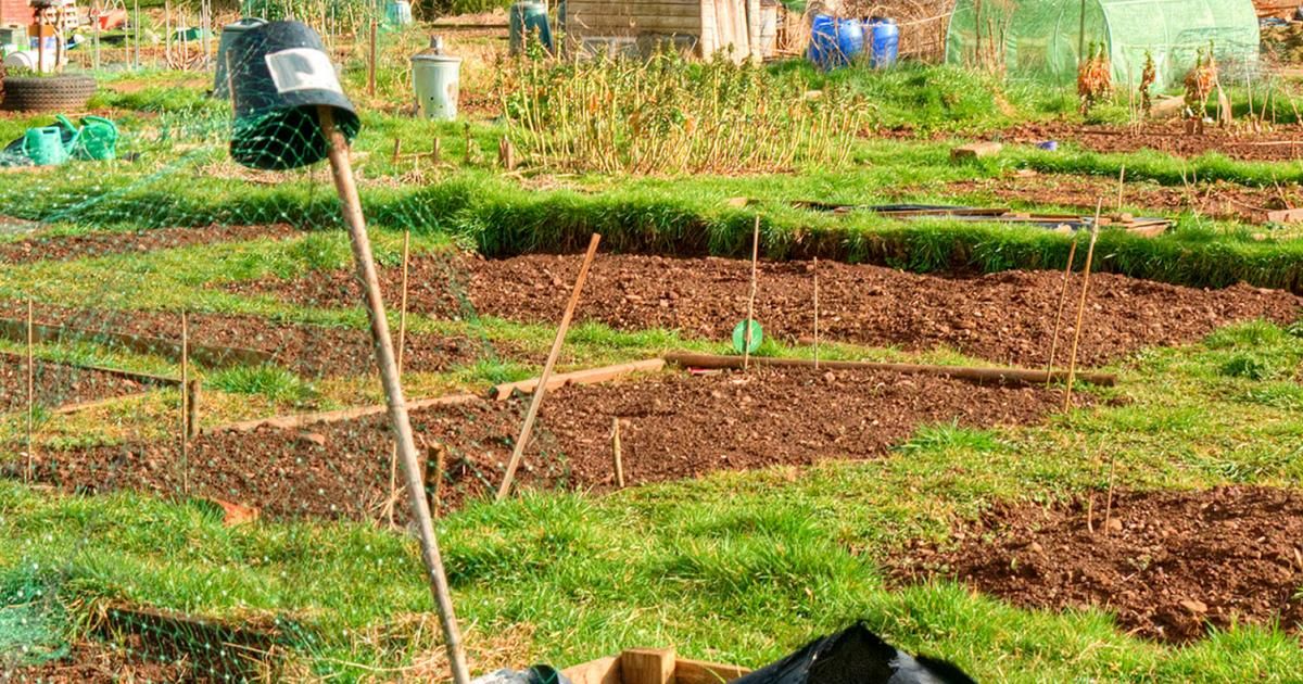 allotments-take-up-the-challenge-love-the-garden