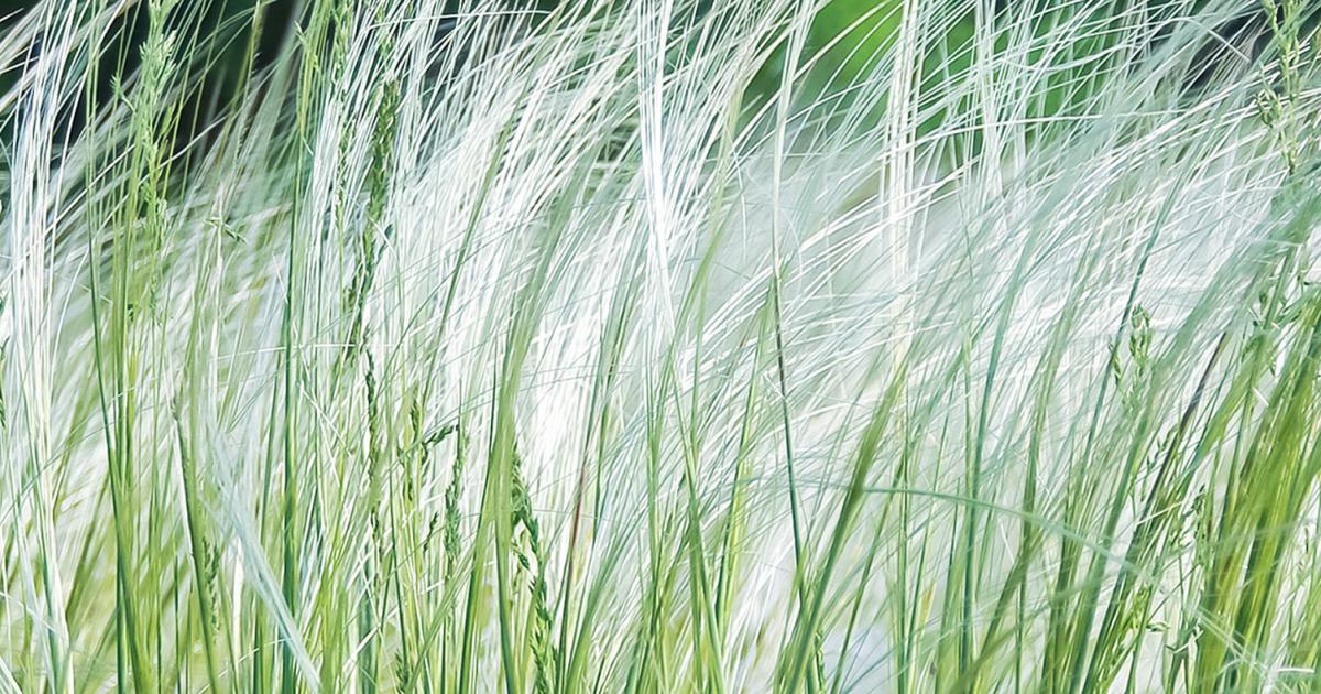 Ornamental deals grasses uk