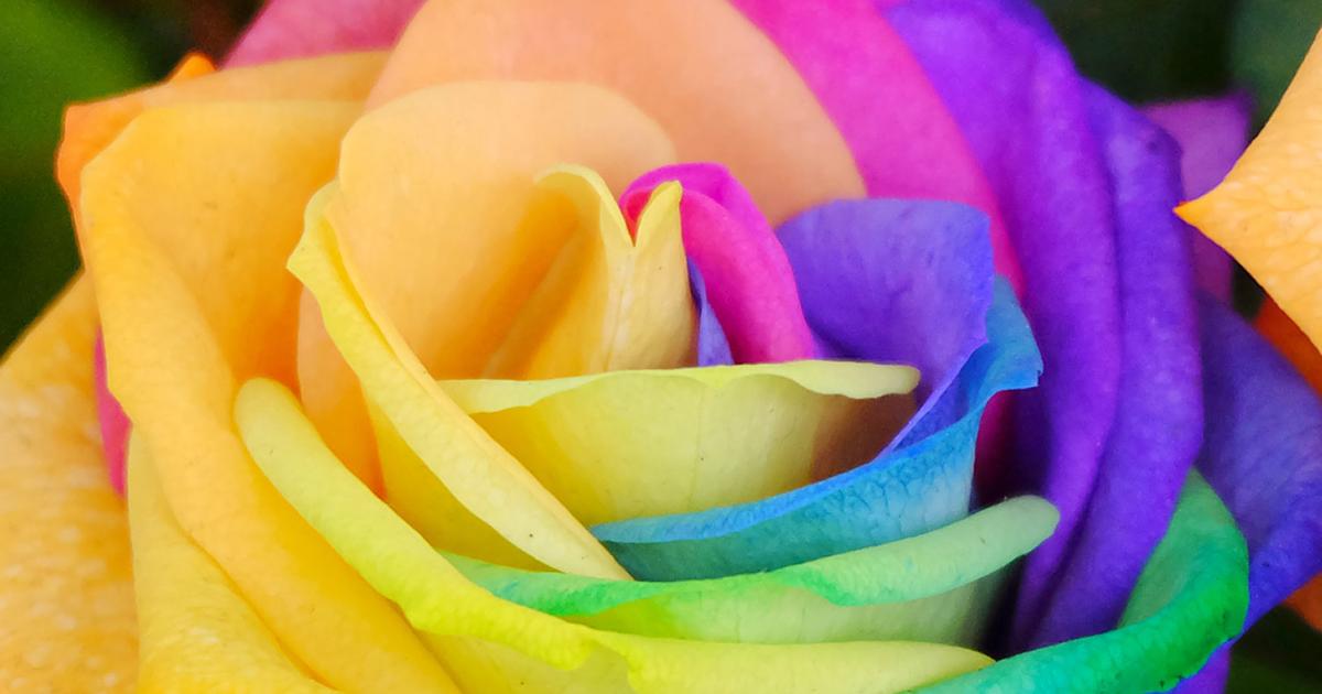 Rainbow roses: are they real? | lovethegarden
