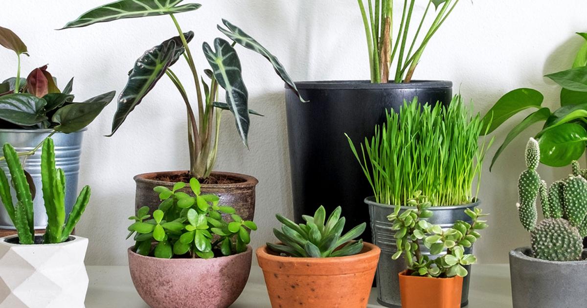 best indoor plants download