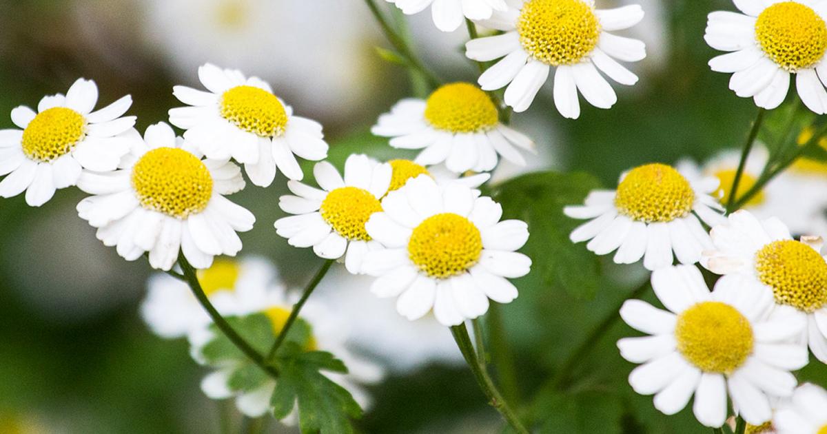 German Chamomile Essential Oil from England - Aromatics