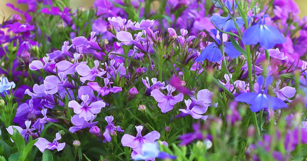 Lobelia flower store