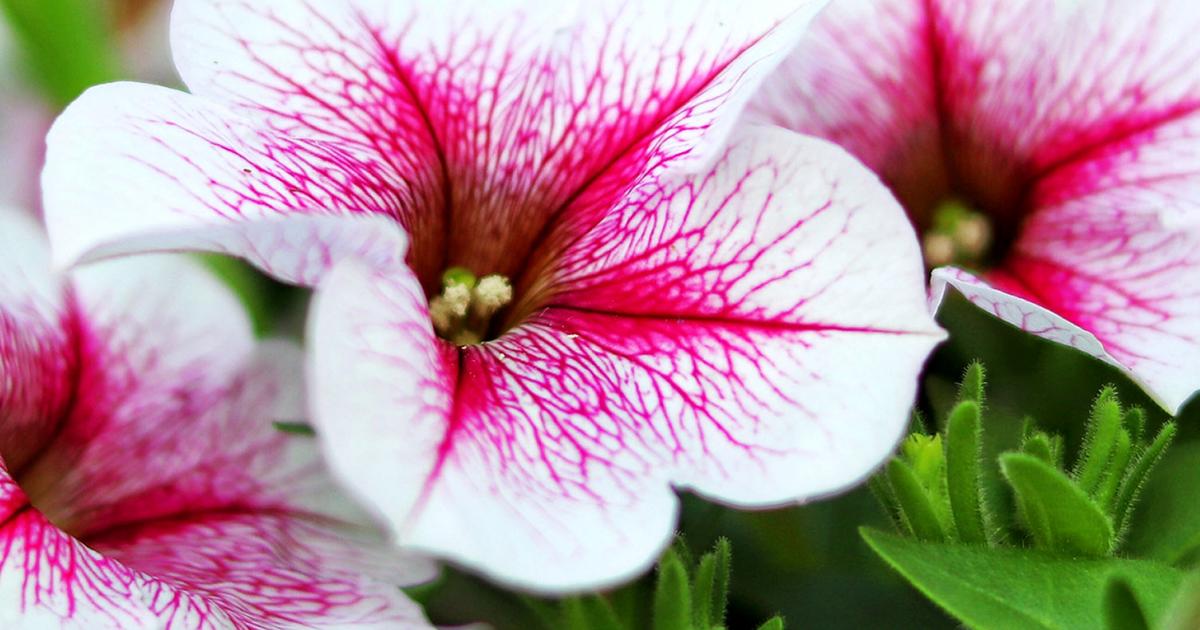 Petunia flower shop