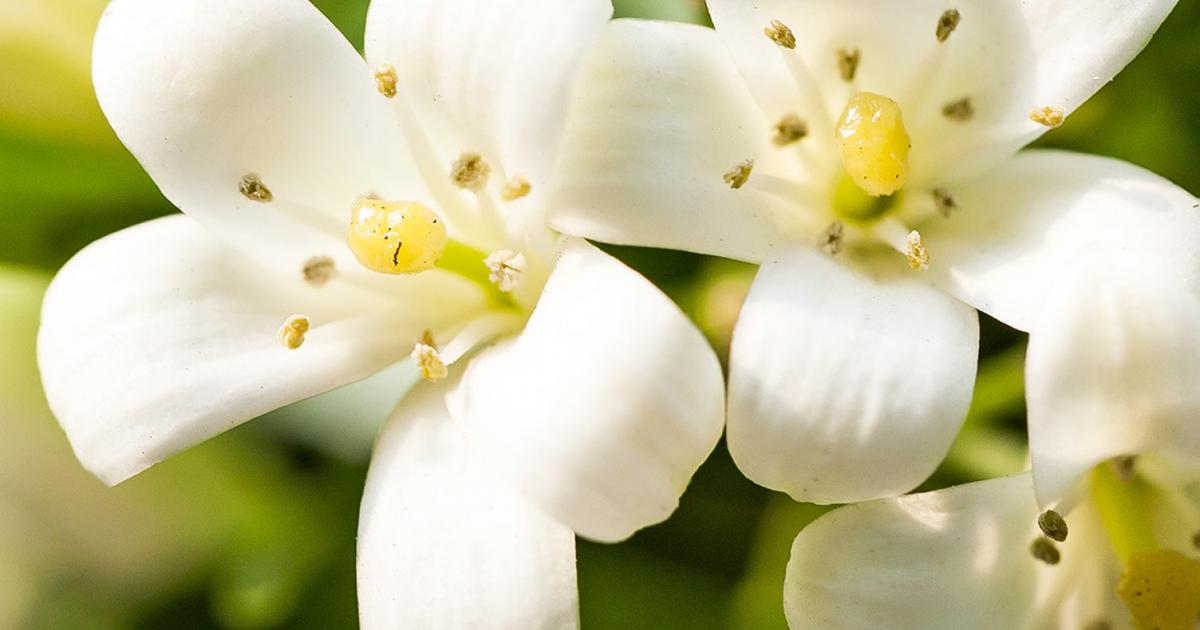 How grow and care for jasmine | lovethegarden