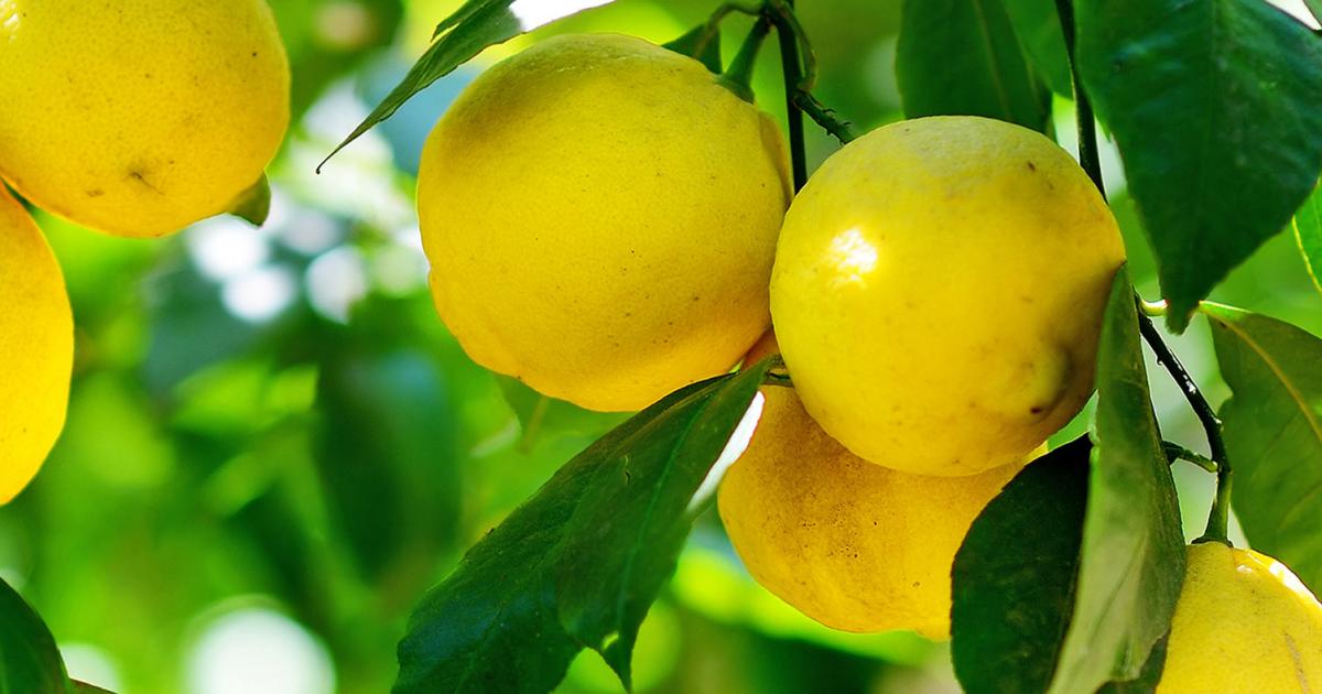 How To Grow and Care For Lemon Trees Love The Garden