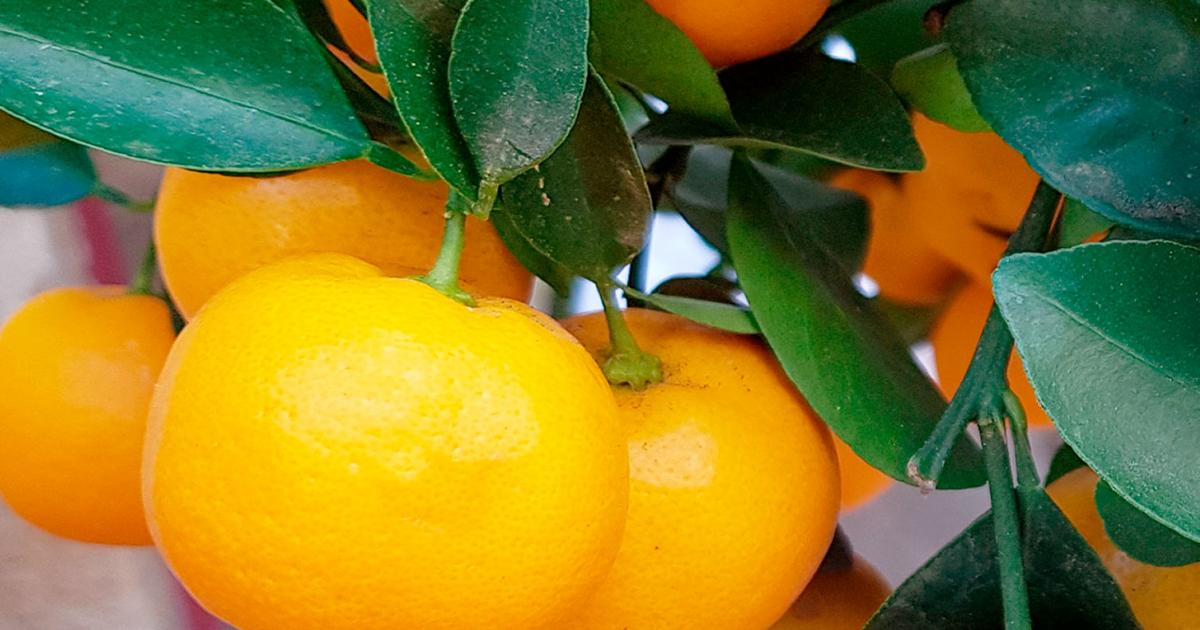 How to Grow and Care for Orange Trees