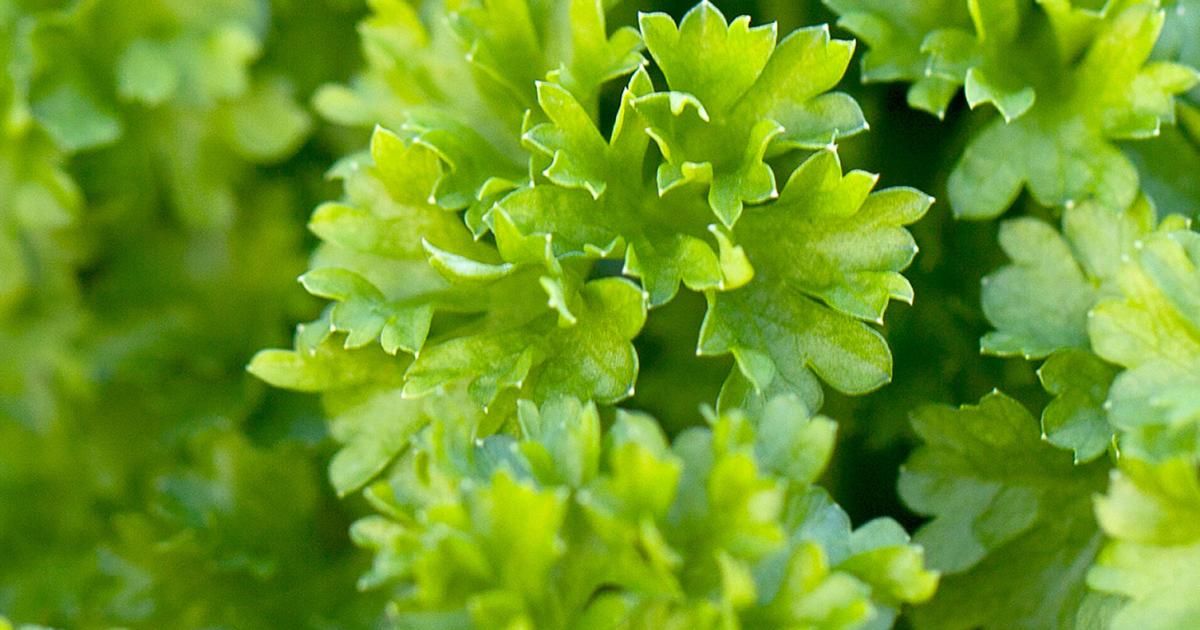 How To Grow And Care For Parsley Lovethegarden