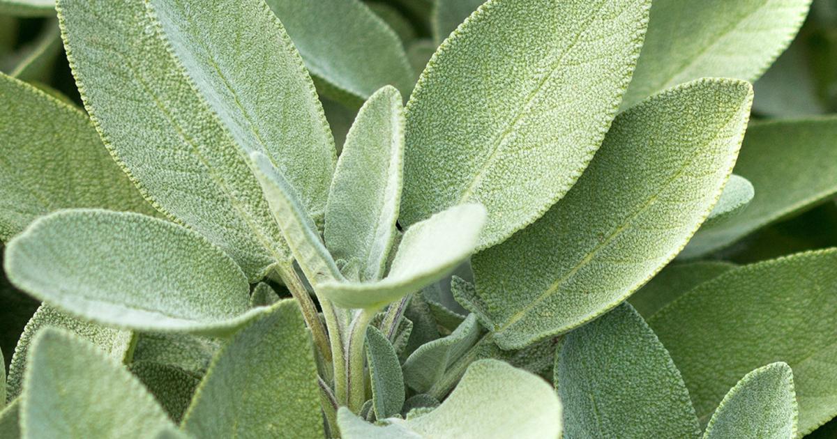 How to grow and care for sage | lovethegarden