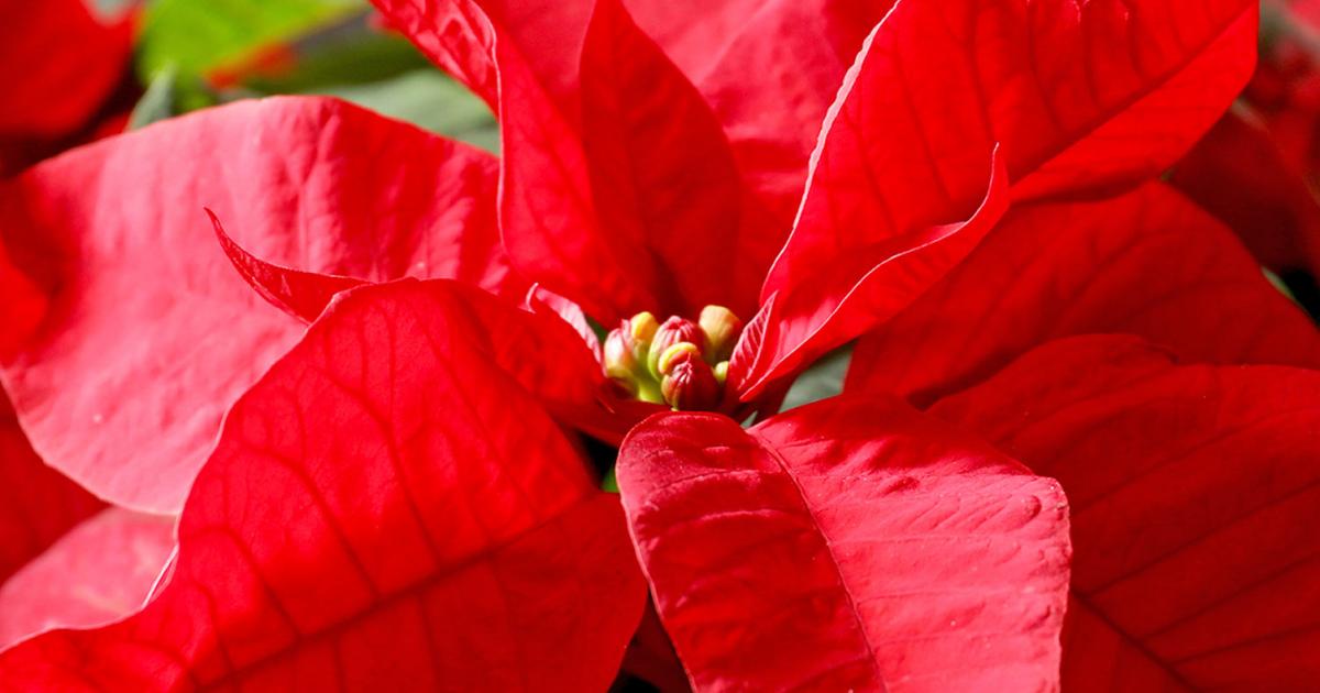 How to grow and care for poinsettia | lovethegarden