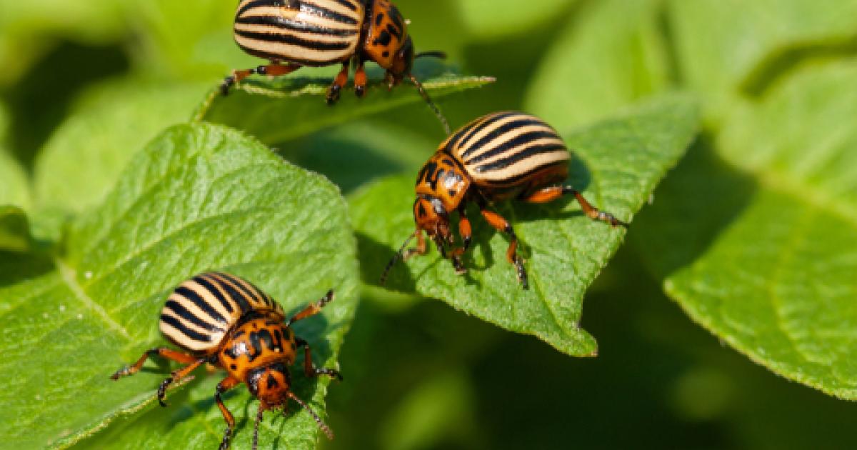 Les doryphores eliminer les doryphores La Pause Jardin