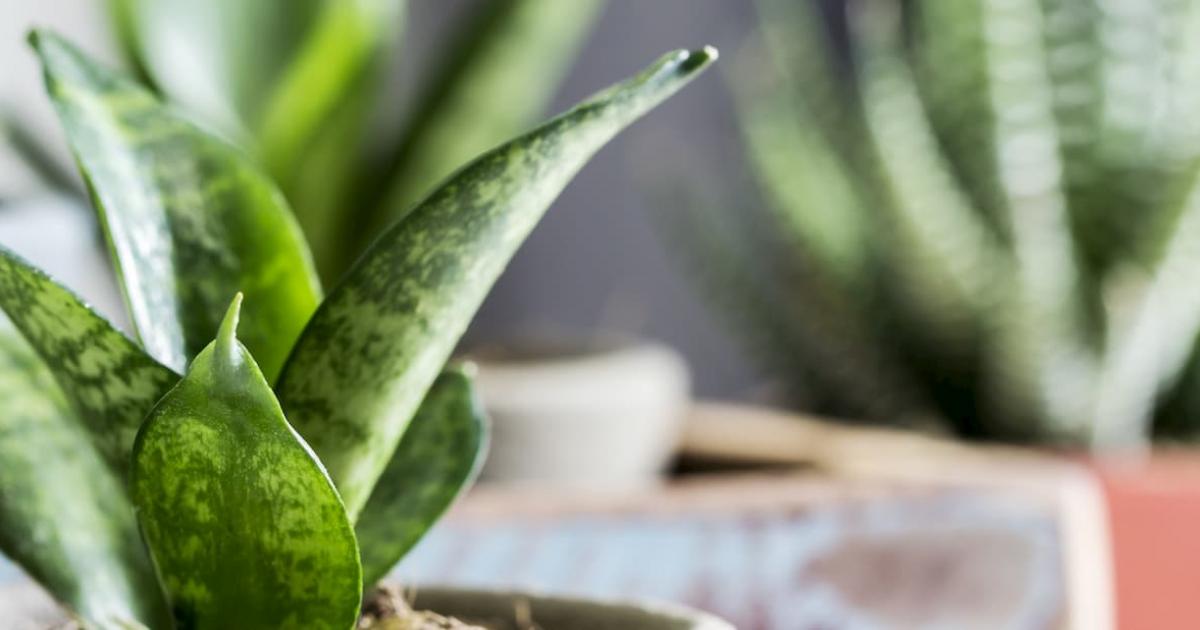 Low Maintenance Houseplants | Love The Garden