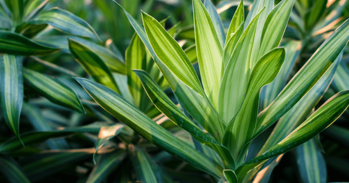 Rodzaje palm domowych i jak je uprawiać | Love The Garden