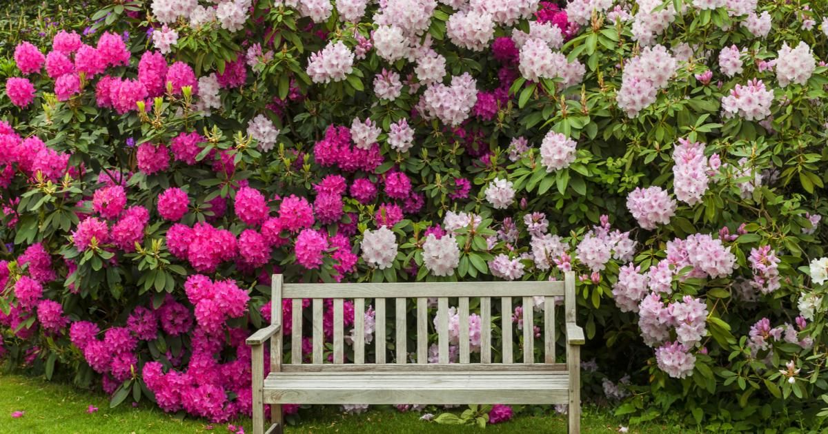 Sadzenie Rododendronów | Love The Garden