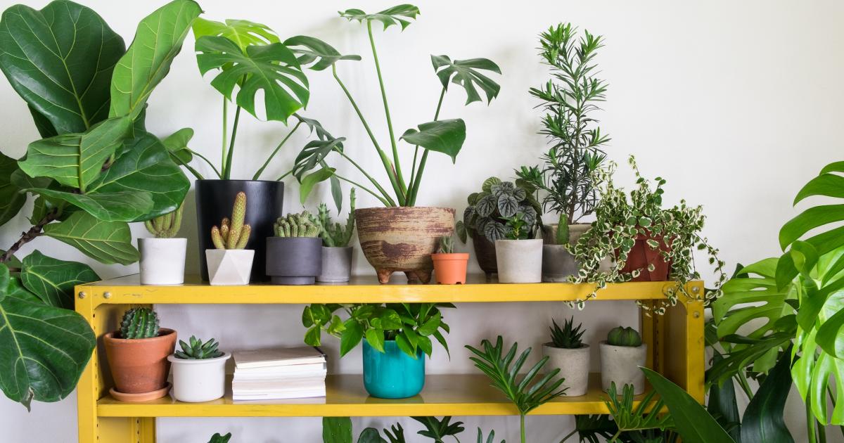 Best Indoor Plants For Your Home And Health Love The Garden