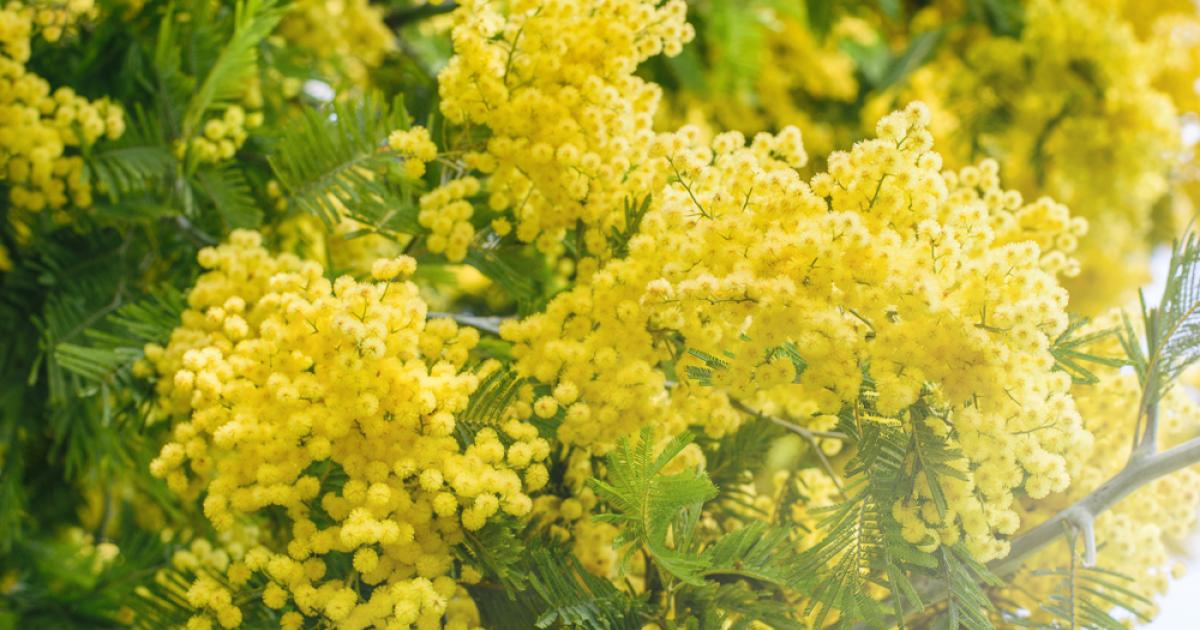 Fleur jaune : la liste des 30 plus belles fleurs pour votre jardin