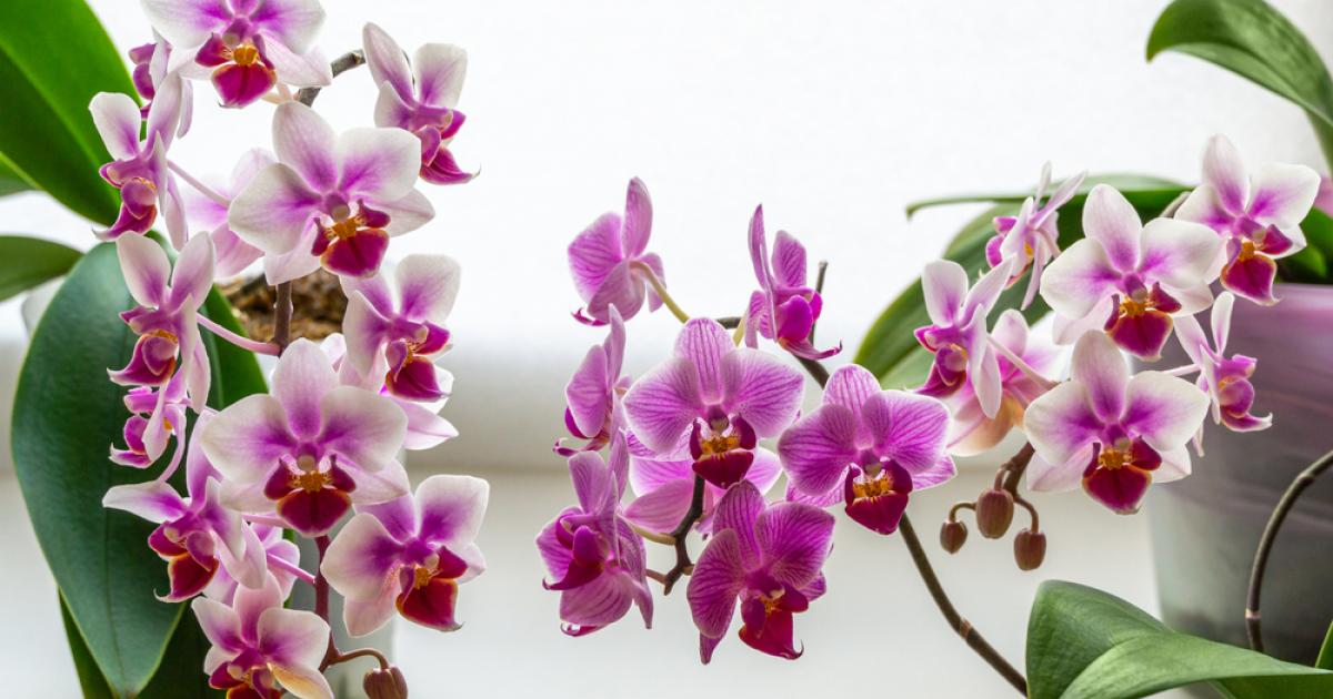 Tour du monde des orchidées thérapeutiques- Plantes et Santé