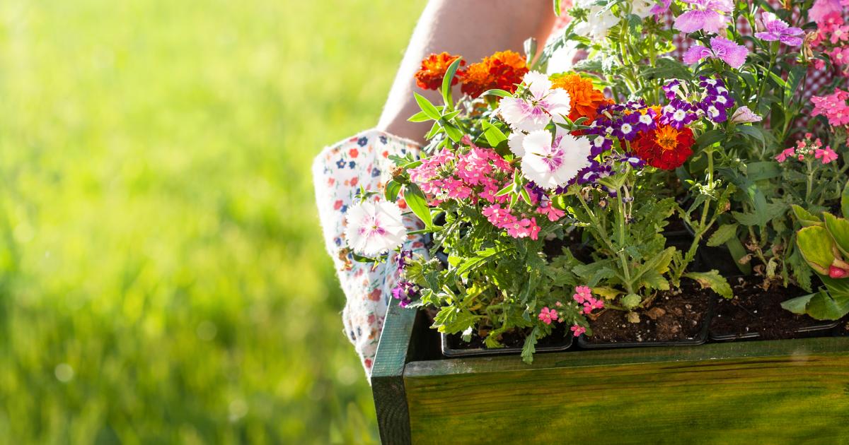 Comment réussir vos jardinières - Promesse de Fleurs