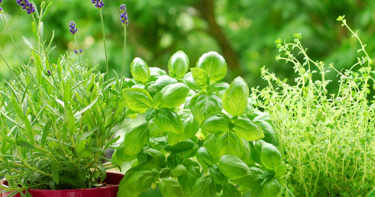 Semer ou rempoter des herbes aromatiques : comment choisir ?