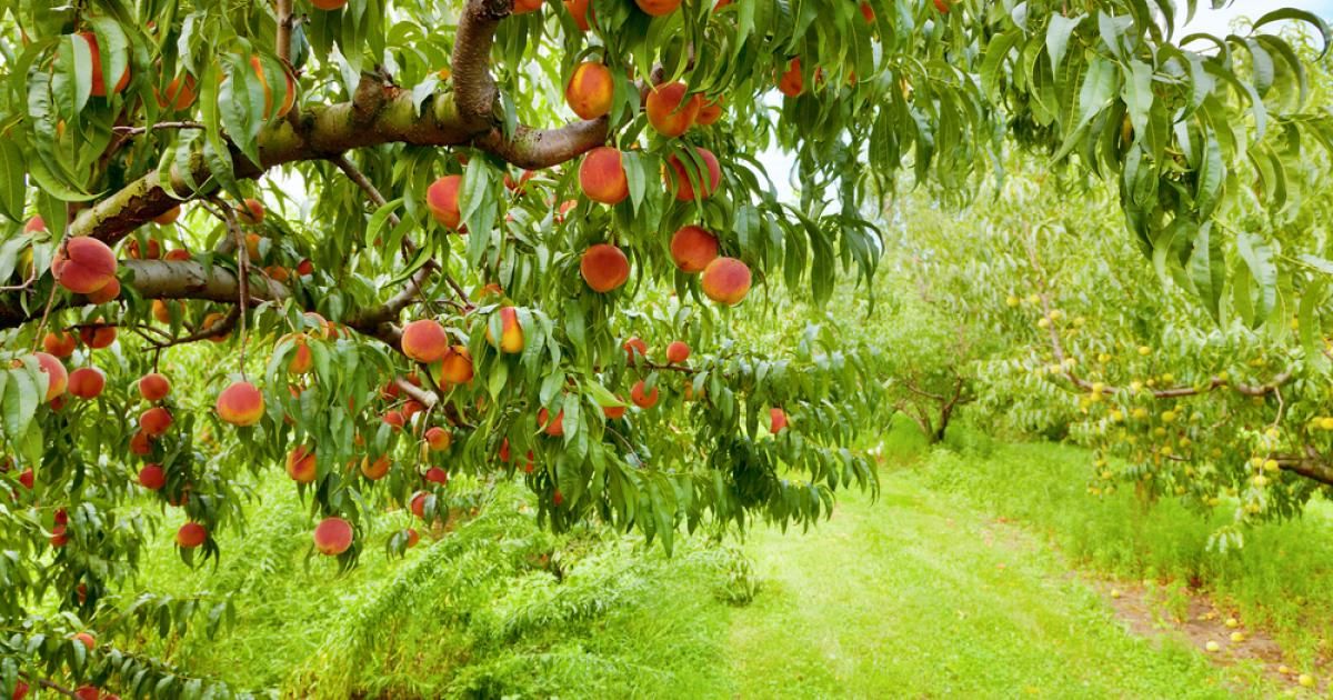Quel arbre fruitier choisir pour votre jardin?