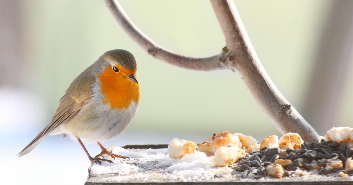 feeding birds during winter