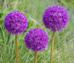 Caring for Alliums