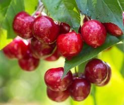 How to grow and care for cherry trees