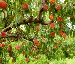 How to grow and care for peaches