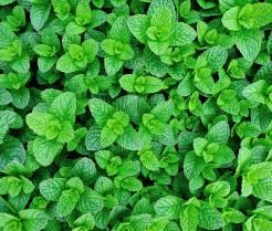 How to grow and care for peppermint plants