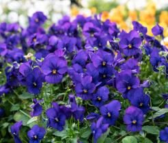 How to grow and care for Violas
