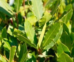 How to grow and care for Bay Trees