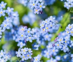 How to Grow and Care for Forget-Me-Not flowers