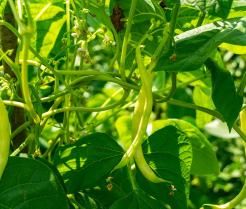 How to grow runner beans