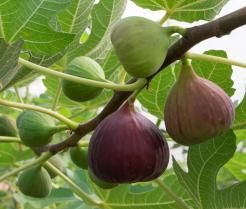 Close-up of ripe figs on fig tree branch.