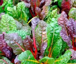 How to grow and care for Chard