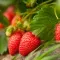 cultiver les fraises