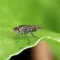 How to control fungus gnats in the home