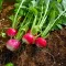 Conseils pour planter des radis