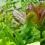 Homegrown salad greens