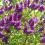 How to grow and care for Buddleia